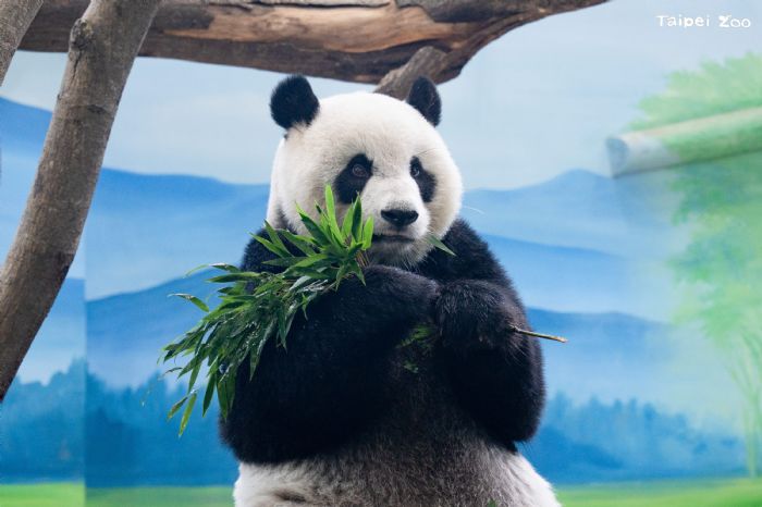 臺北市立動物園為圓仔完成例行健檢，整體健康良好持續穩定